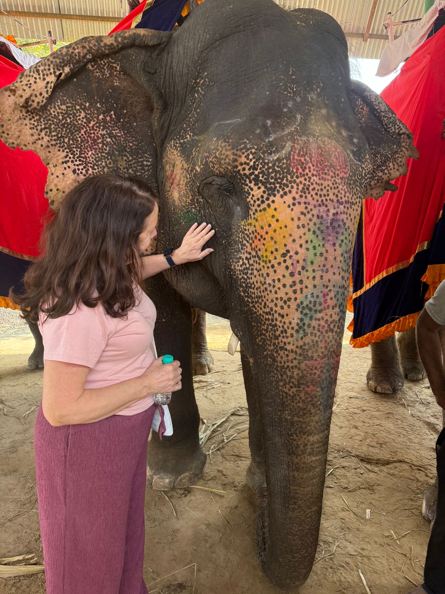 best elephant acitivities experience jaipur